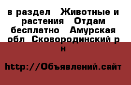  в раздел : Животные и растения » Отдам бесплатно . Амурская обл.,Сковородинский р-н